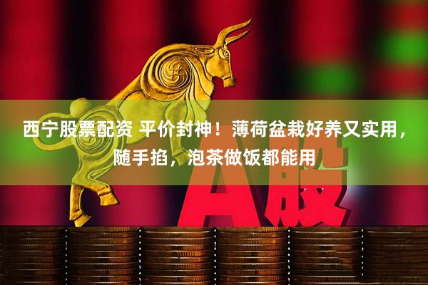 西宁股票配资 平价封神！薄荷盆栽好养又实用，随手掐，泡茶做饭都能用